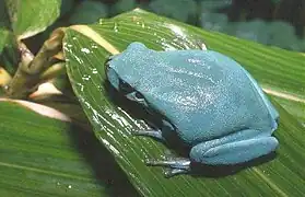 Hyla meridionalis bleue