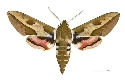 Macroglossinae(Hyles euphorbiae)