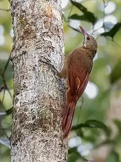 Description de l'image Hylexetastes perrotii - Red-billed Woodcreeper; Ramal do Pau Rosa, Manaus, Amazonas, Brazil.jpg.