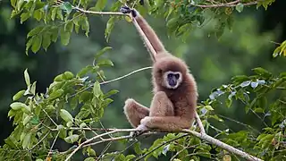 Gibbon à mains blanches.