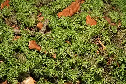 Aspect automnal d'un tapis de Hylocomium splendens (réserve naturelle de Ptaci stena)