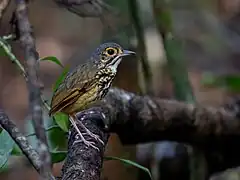 Description de l'image Hylopezus whittakeri Alta Floresta Antipitta; Amazonia National Park, Itaituba, Pará, Brazil.jpg.