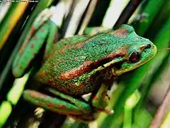 Sapito selvático (Hylorina sylvatica)