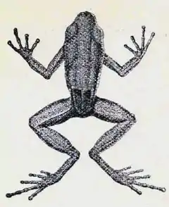 Description de l'image Hyloxalus whymperi (Boulenger, 1882).jpg.