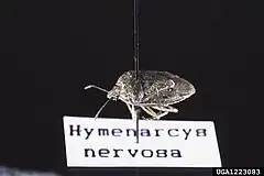 Hymenarcys nervosa