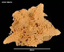 Hymenaster sacculatus (spécimen séché, USNM)