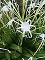 Hymenocallis littoralis ou Lys araignée.