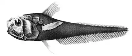 Hymenocephalus aterrimus