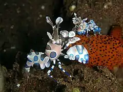 Un couple de crevettes-arlequin (Hymenocera picta) en train de consommer une petite étoile de mer.