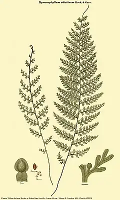 Hymenophyllum abietinum Hook. & Grev.