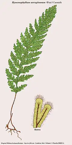 Hymenophyllum aeruginosum (Poir.) Carmich.