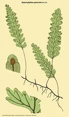 Hymenophyllum asplenoides (Sw.) Sw.