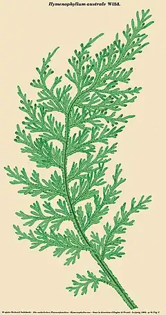 hymenophyllum australe Willd.