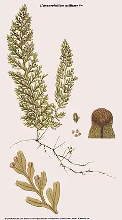 Hymenophyllum axillare Sw.