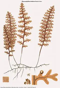 Hymenophyllum badium Hook. & Grev.