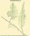 Hymenophyllum baileyanum Domin
