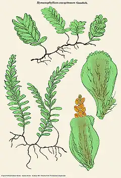 Hymenophyllum caespitosum Gaudich.