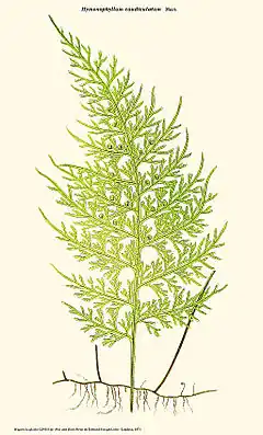 Hymenophyllum caudiculatum Mart.