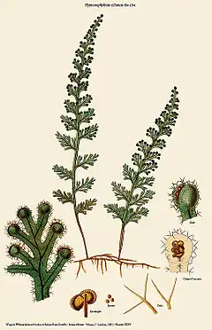 Hymenophyllum ciliatum (Sw.) Sw.