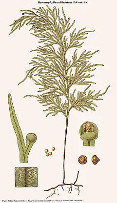 Hymenophyllum dilatatum (G.Forst.) Sw.