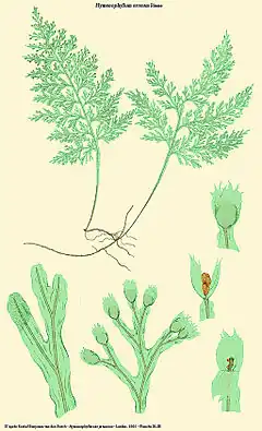Hymenophyllum erosum Blume