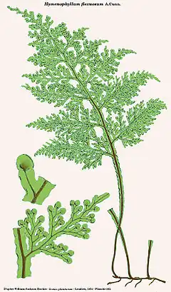 Hymenophyllum flexuosum A.Cunn.