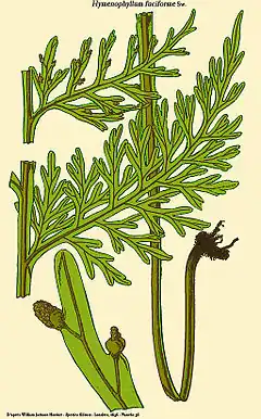 Hymenophyllum fuciforme Sw.