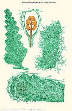 Hymenophyllum fujugasugense H.Karst. ex J.W.Sturm