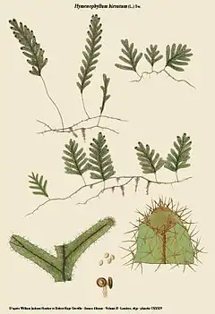 Hymenophyllum hirsutum (L.) Sw.