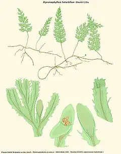 Hymenophyllum holochilum (Bosch) C.Chr.