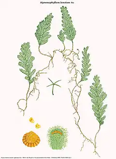 Hymenophyllum lanatum Fée