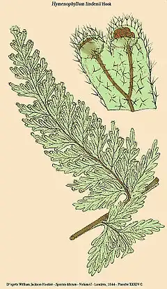 Hymenophyllum lindenii Hook.