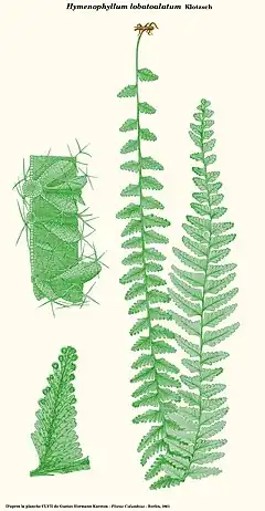 Hymenophyllum lobatoalatum Klotzsch