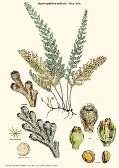 Hymenophyllum malingii (Hook.) Mett.