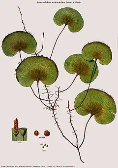 Hymenophyllum nephrophyllum Ebihara & K.Iwats.