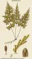 Hymenophyllum nitens R.Br.