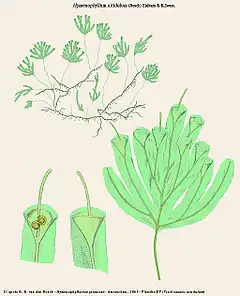 Hymenophyllum nitidulum (Bosch) Ebihara & K.Iwats.