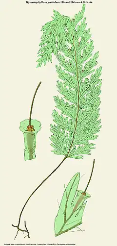 Description de l'image Hymenophyllum pallidum.jpg.