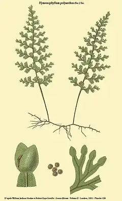 Description de l'image Hymenophyllum polyanthos.jpg.