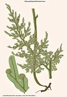 Hymenophyllum pulcherrimum Colenso