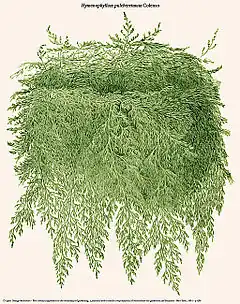 Description de l'image Hymenophyllum pulcherrimum.jpg.