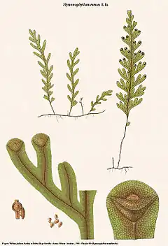 Hymenophyllum rarum R.Br.