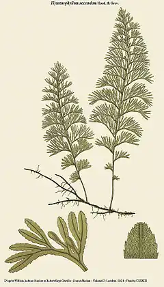 Hymenophyllum secundum Hook. & Grev.