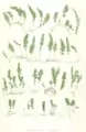 Hymenonphyllum spp (planche extraite de Moore)