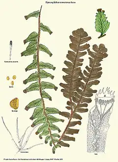 Hymenophyllum tomentosum Kunze