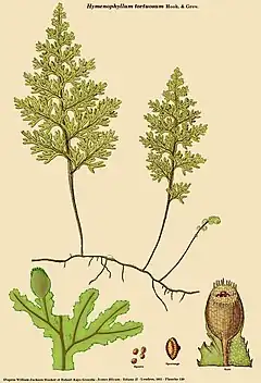 Hymenophyllum tortuosum Hook. & Grev.