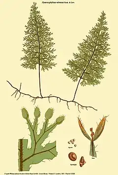 Hymenophyllum valvatum Hook. & Grev.