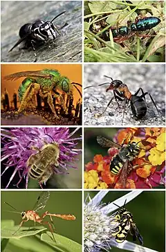 Description de l'image Hymenoptera diversity smaller.jpg.