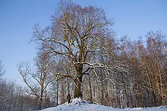 L'arbre de la liberté planté sur le mont Bois Là-Haut à la fin du XVIIIe siècle.