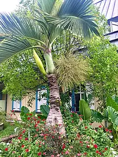 Description de l'image Hyophorbe lagenicaulis, palmier bonbonne.jpg.